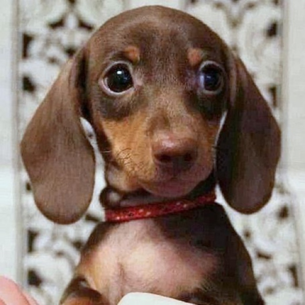 Meet your Posher, Tanesha